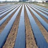 1 MTRS*25 MIC*400MTRS MULCHING SHEET WITHOUT HOLE